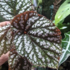 Begonia sp. Vietnam spotted