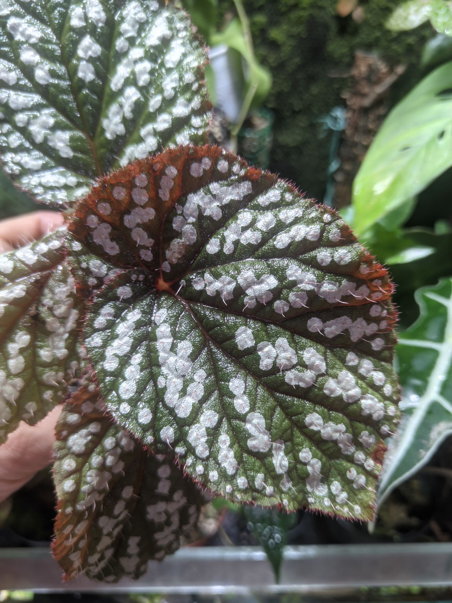 Begonia sp. Vietnam spotted Begonia sp. Vietnam spotted